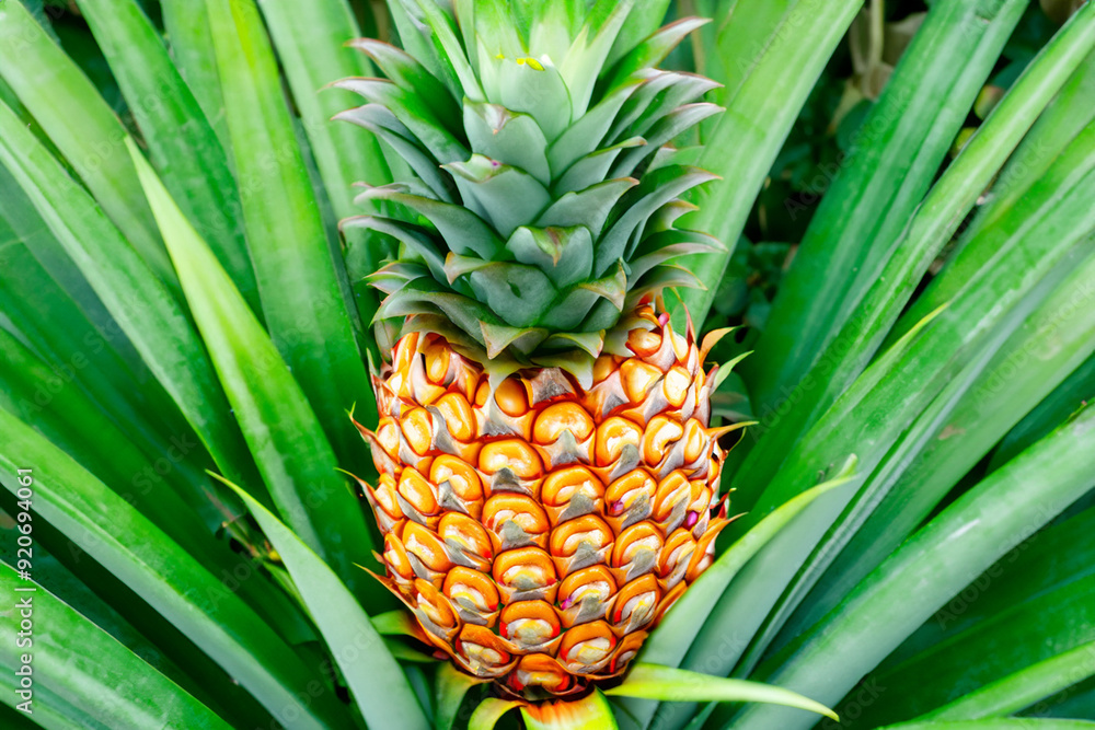 Tropical fruits growing on a tree. Green healthy garden concept. Pines and palm trees growing in a tropical garden. Tropical fruits and palm trees growing lifestyle on the cliffs. Tropical fruits growing on a tree. Green healthy garden concept. Pines and palm trees growing in a tropical garden. Tropical fruits and palm trees growing lifestyle on the cliffs.
