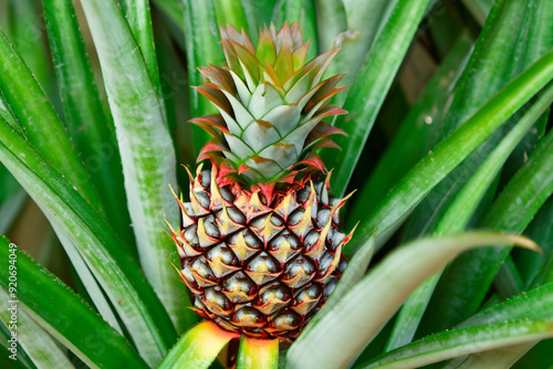 Wallpaper Mural Tropical fruits growing on a tree. Green healthy garden concept. Pines and palm trees growing in a tropical garden. Tropical fruits and palm trees growing on lifestyle the cliffs. Torontodigital.ca
