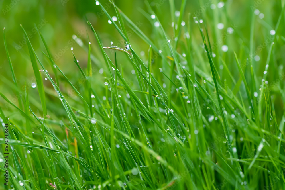 Fototapeta premium Grass in the water on sunny morning in nature. environment freshness fresh concept. a sage leaves drops dew on the greens of a pond. a shady green grass with drops of dew in the water on a foggy.