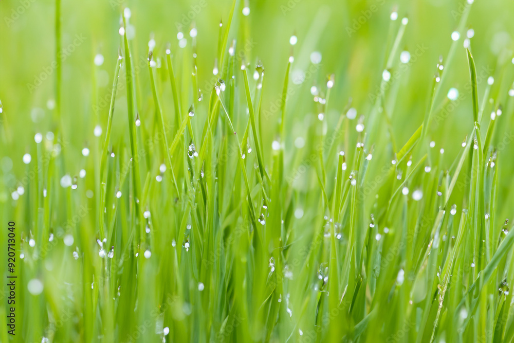 Obraz premium Grass in the water on sunny morning in nature. environment freshness fresh concept. a sage leaves drops dew on the greens of a pond. a shady green grass with drops of dew in the water on foggy a.