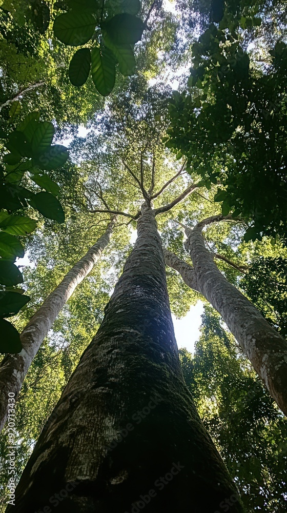 Fototapeta premium Three Tall Trees Viewed from Below in a Lush Forest