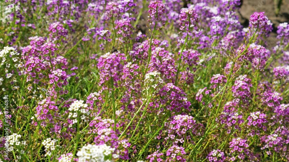 Lobularia maritima or Alyssum maritimum plant with purple flower. Lobularia maritima or Alyssum maritimum plant with purple flower.