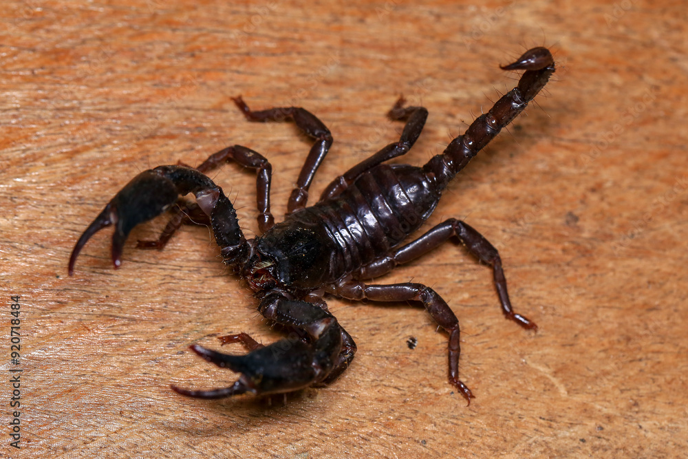 Scorpion on a wooden background. Close up of scorpion Scorpion on a wooden background. Close up of scorpion