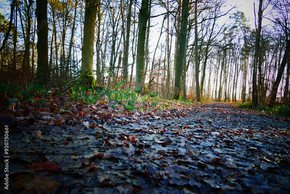 Rainy winter in forest Rainy winter in forest