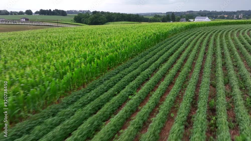 Low drone flight over cultivated farm fields in american countryside. Cloudy day in summer after thunderstorm. Drone flyover. Low drone flight over cultivated farm fields in american countryside. Cloudy day in summer after thunderstorm. Drone flyover.