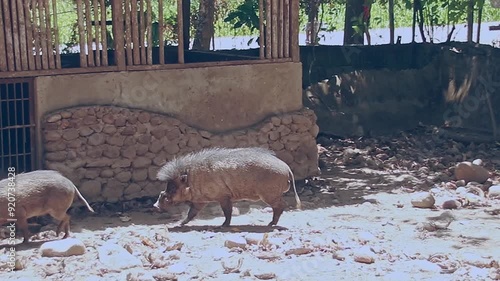 A pair of male and female critically endangered species of visayan warty pig or Sus cebifrons walking into their den at a conservation center in Amlan, Philippines photo