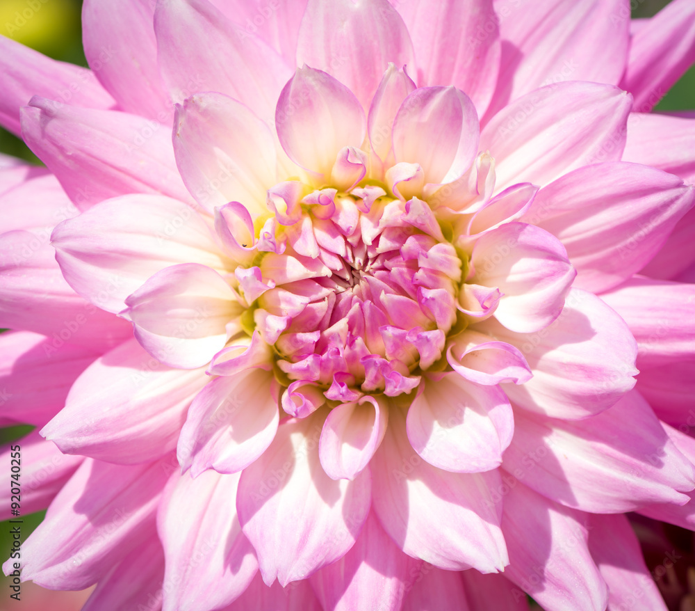 Obraz premium Dahlia light pink flower macro photo.