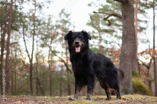 The black dog is in the middle of the forest.