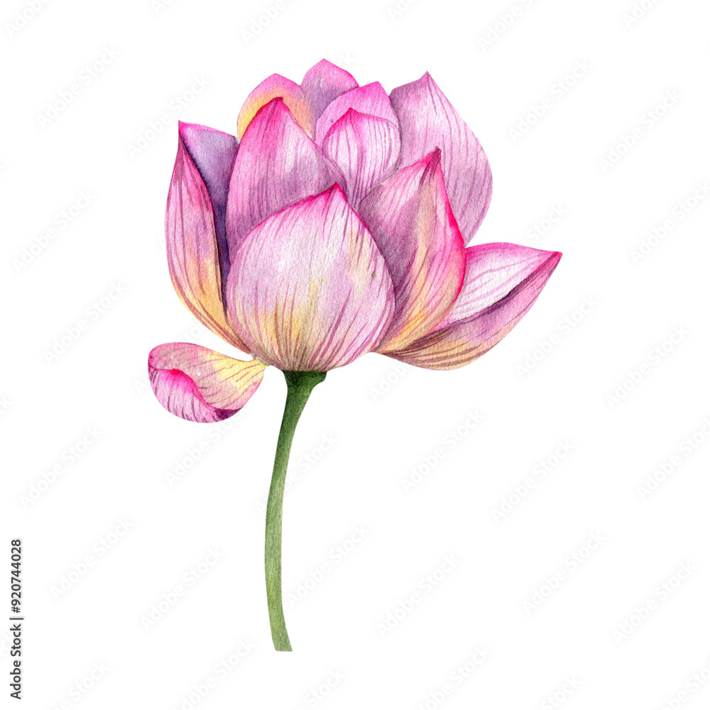 Fototapeta premium Pink lotus flower blossom watercolor illustration. Hand drawn botanical water lily clipart, lake blooming element for cosmetics, wellness, japanese bath, spa center poster design
