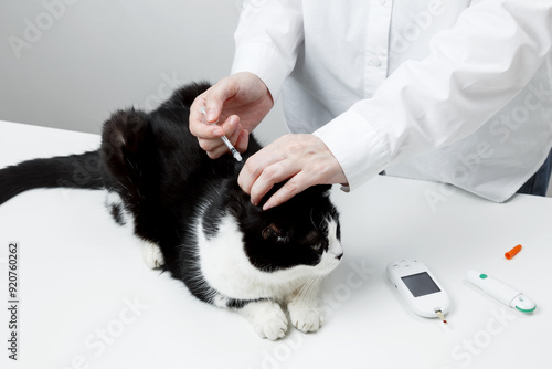 Use of glucometer for cat blood glucose test, insulin syringe. Pets and diabetes concept
