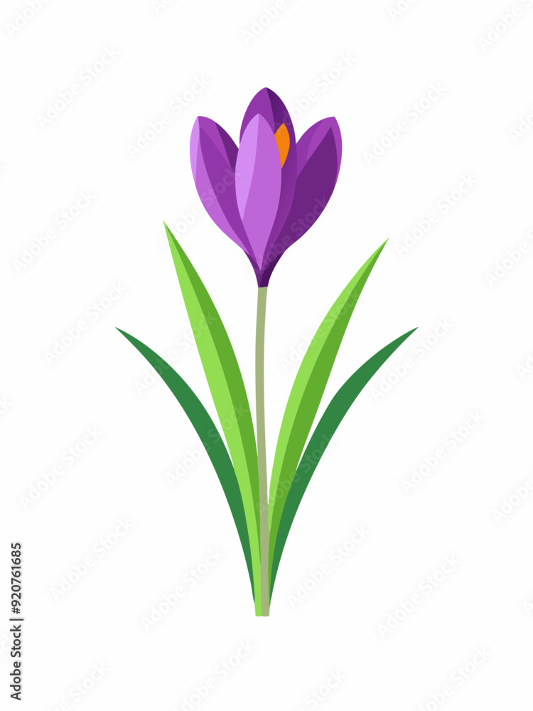 Crocus plant vector illustration Crocus plant vector illustration