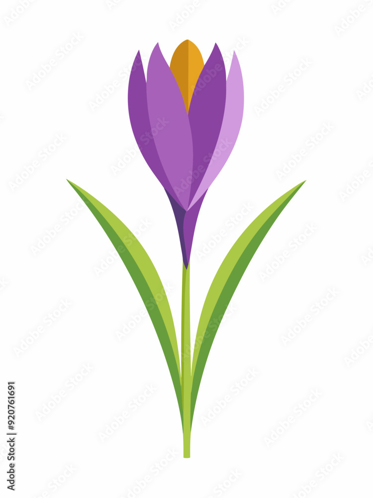 Naklejka premium Crocus plant vector illustration