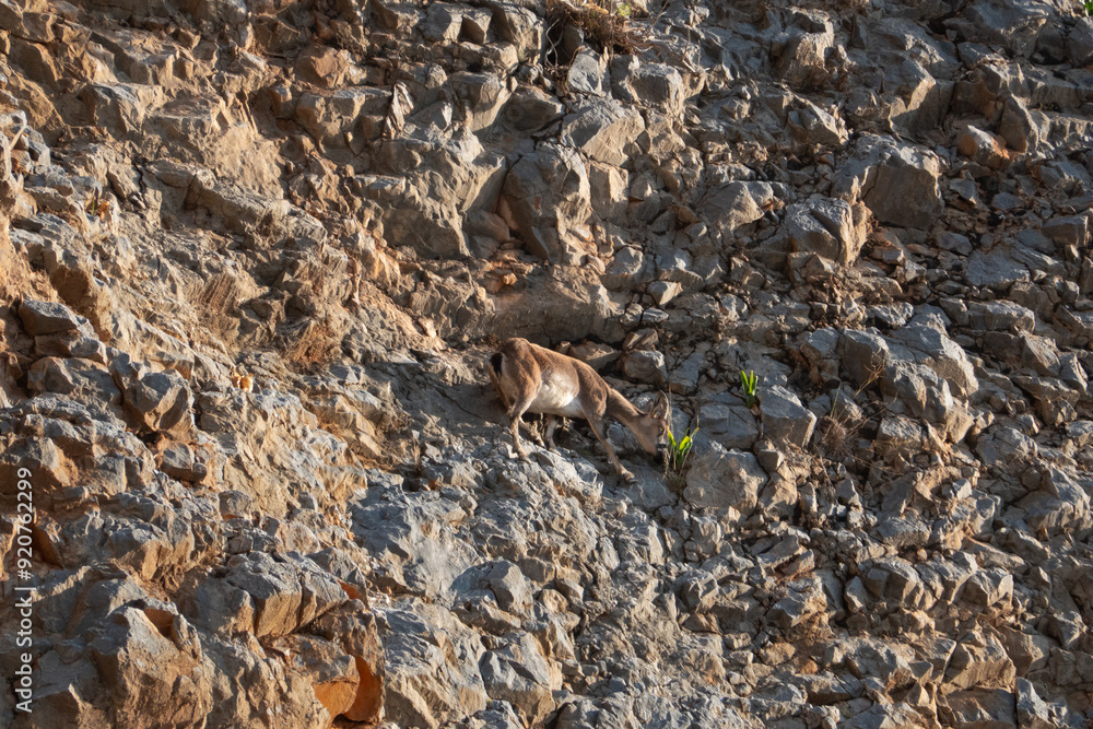 Kri-kri, Cretan Goat, climbing sheer limestone cliff Kri-kri, Cretan Goat, climbing sheer limestone cliff