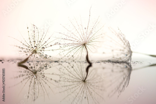 Dmuchawce i krople wody na jasnym tle.