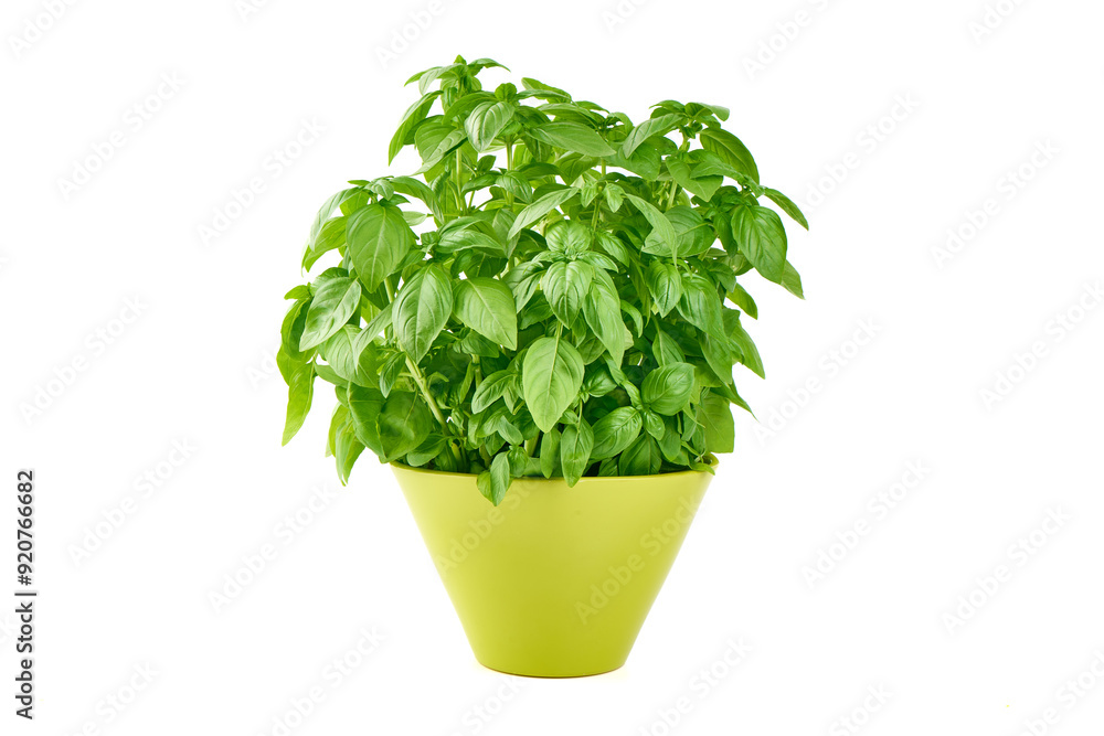 Fresh green Basil pot, isolated on white background. Fresh green Basil pot, isolated on white background.