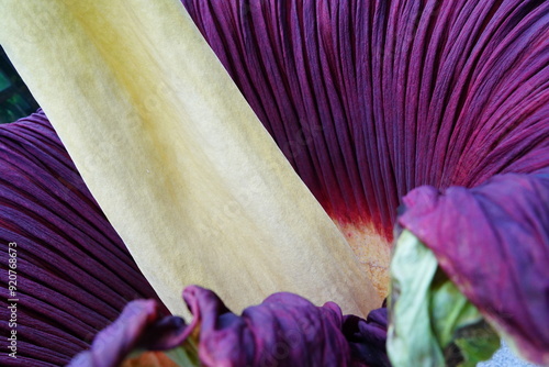 ショクダイオオコンニャク　amorphophallus　titanum京都府立植物園 photo