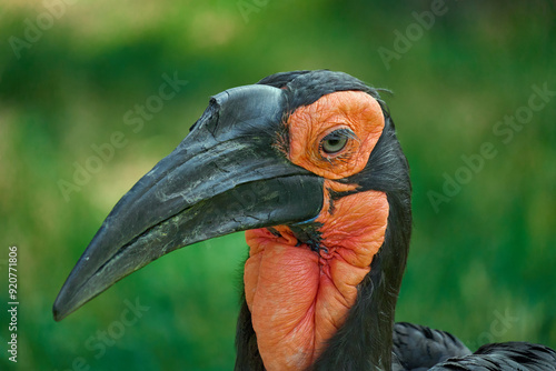 Southern ground hornbill photo