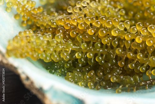 Caulerpa lentillifera seaweed is a species of bryopsidale green algae photo