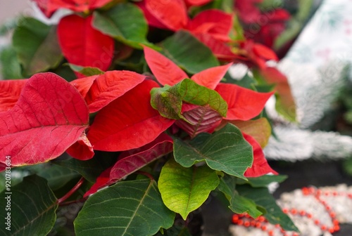 red and white poinsettia