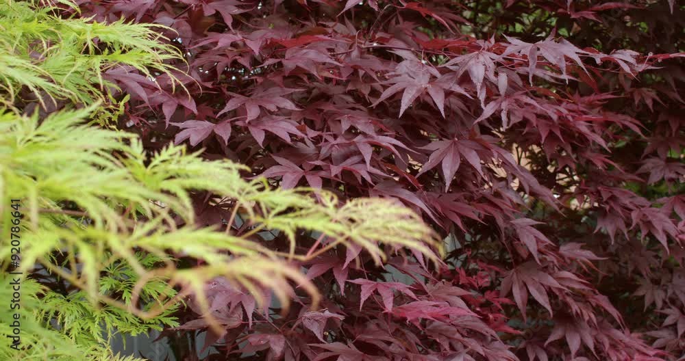 Acer palmatum 'Emerald Lace' in foreground with Acer palmatum 'Atropurpureum' background Acer palmatum 'Emerald Lace' in foreground with Acer palmatum 'Atropurpureum' background