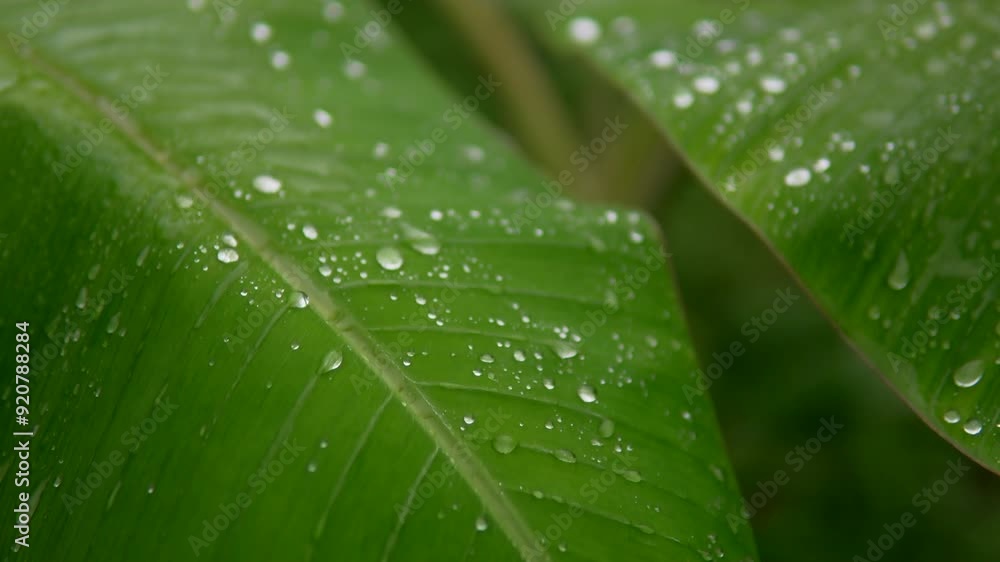 Close-up of raindrops scattered on vibrant green leaves, capturing the fresh and natural beauty Close-up of raindrops scattered on vibrant green leaves, capturing the fresh and natural beauty
