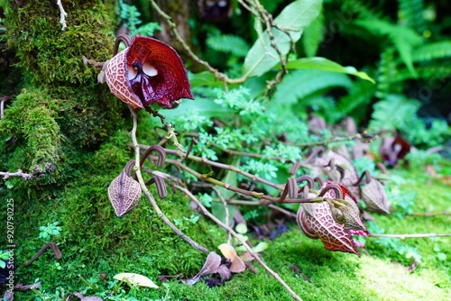 アリストロキア　Aristolochia arborea linden　京都府立植物園、