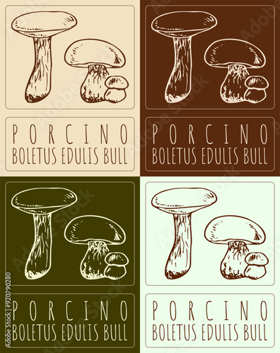 Set of vector drawing PORCINO in various colors. Hand drawn illustration. Latin name is BOLETUS EDULIS BULL.
