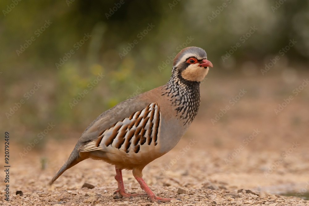 Partridge standing on the ground Partridge standing on the ground
