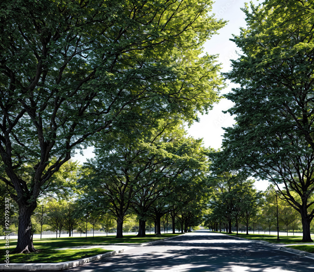 A street with trees lining the sidewalk A street with trees lining the sidewalk
