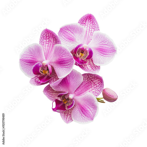 PNG Pink orchids blooming in bright light