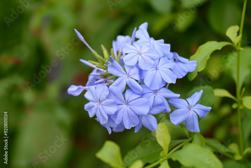 Blue plumbago flowers photo