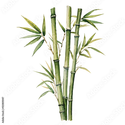 Clumping Bamboo Watercolor illustration. Hand drawn underwater element design. Artistic vector marine design element. Illustration for greeting cards, printing and other design projects.
