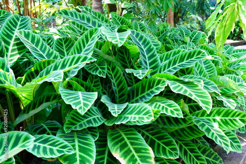 カラテア　calathea　京都府立植物園