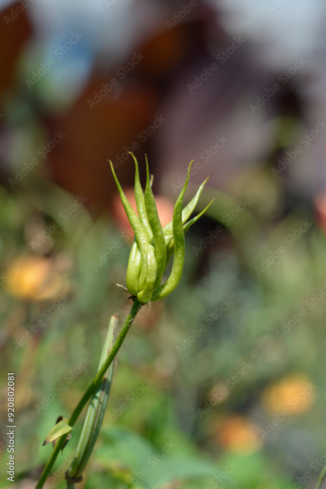 Columbine Earlybird Yellow fruit Columbine Earlybird Yellow fruit
