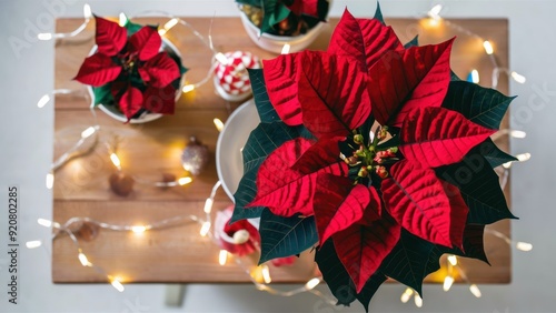 A close up of a poinsettia plant on top of a table, AI