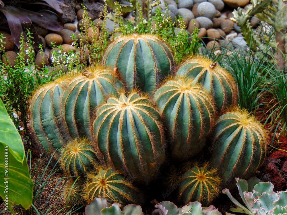 Ball cactus in the desert Ball cactus in the desert