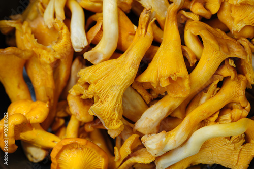 Fresh wild chanterelle mushrooms for eat