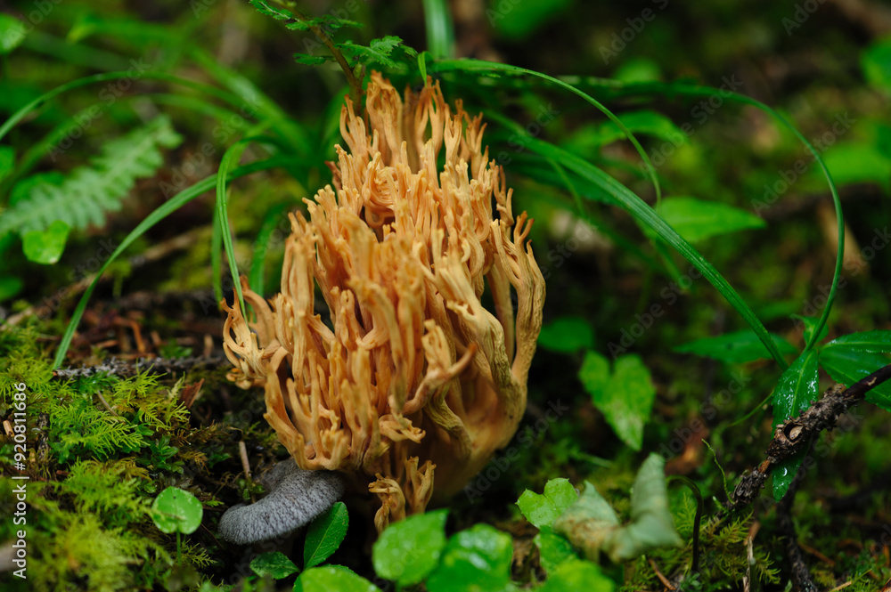 Wild clavariaceae mushroom edible in forest of China Wild clavariaceae mushroom edible in forest of China