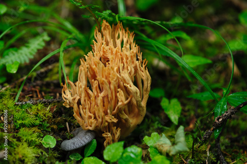 Wild clavariaceae mushroom edible in forest of China photo