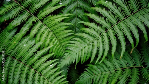 Wallpaper Mural A close up of a large group of green ferns, AI Torontodigital.ca