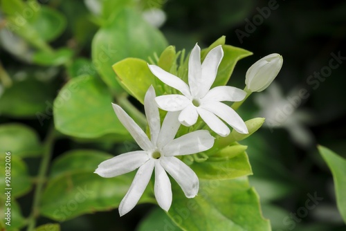 Flower Plant Petal Terrestrial plant Groundcover Flowering plant
