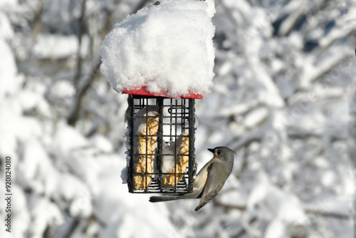 close up of titmouse bird perched on a bird feeder feeding on suet bird feed during wintertime.