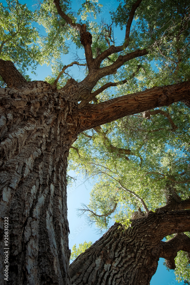 Naklejka premium Looking up at a tall cottonwood tree in Sedona Arizona