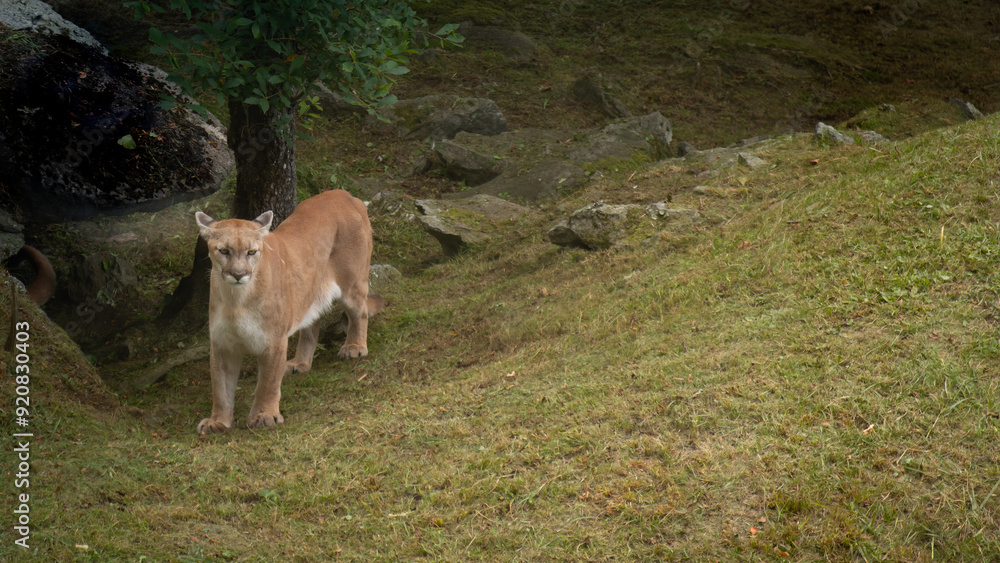 Obraz premium Single cougar in the Blue Mountains of North Carolina