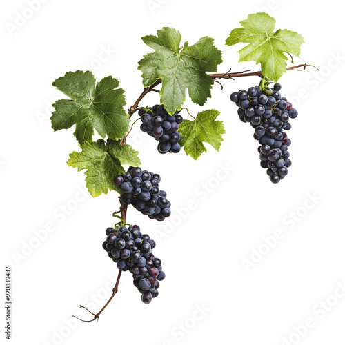 PNG Fresh black grapes on vine with green leaves