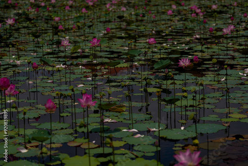 Pink lotus flower in the pool.