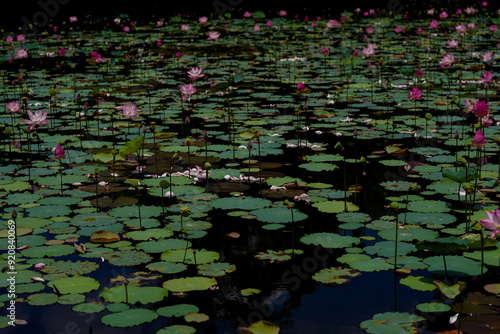 Pink lotus flower in the pool.