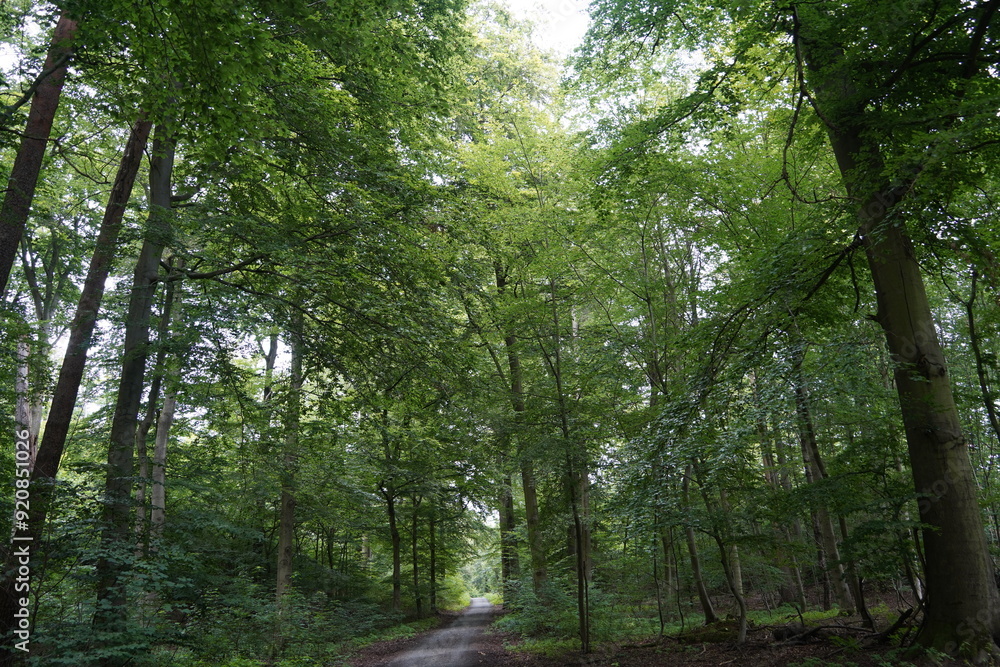 Obraz premium grüner Wald