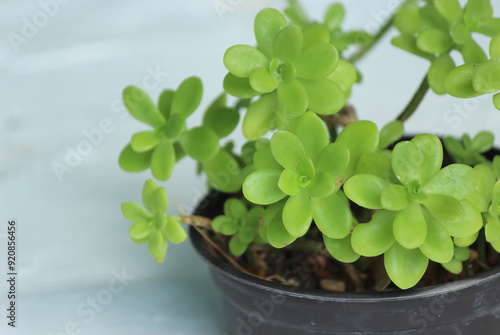 Obraz na plátně Lesser mexican stonecrop (Sedum confusum)