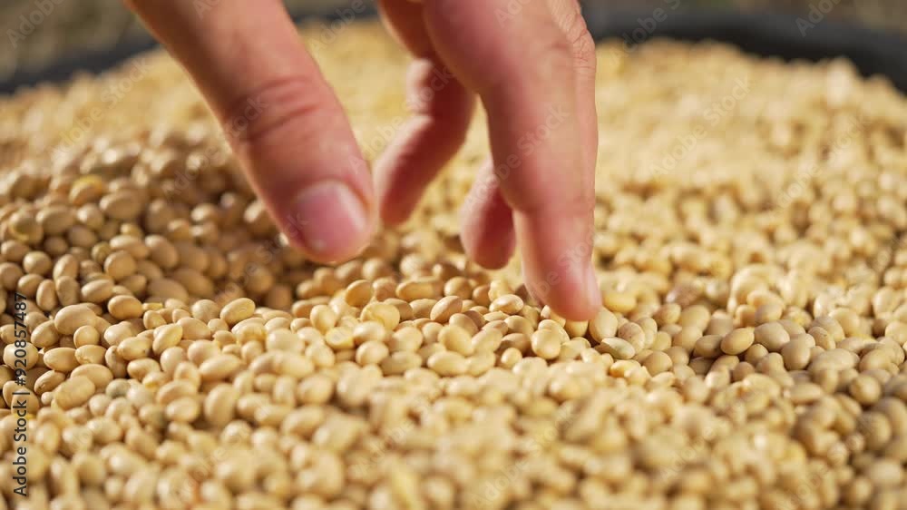 Soybean crop quality check. Farmer hand among soy grains. Agricultural harvest concept. Seasonal soy crop inspection. Grain quality control in field. Farm worker assesses soybean crop. Agriculture Soybean crop quality check. Farmer hand among soy grains. Agricultural harvest concept. Seasonal soy crop inspection. Grain quality control in field. Farm worker assesses soybean crop. Agriculture